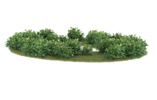 Realistic foliage isolated on transparent background. 3d rendering - illustration png