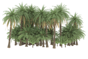 Palm trees isolated on transparent background. 3d rendering - illustration png