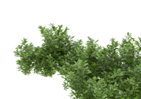 Realistic foliage isolated on transparent background. 3d rendering - illustration png