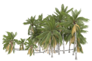 Palm trees isolated on transparent background. 3d rendering - illustration png