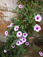 Purple White Flowers In Botanical Garden In Karachi Pakistan 2022 photo