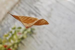 hoja seca cayendo de un árbol en medio del aire disparado en karachi pakistán 2022 foto