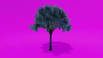 animação de árvore palm árvore bichmark tela verde rosa chroma key video