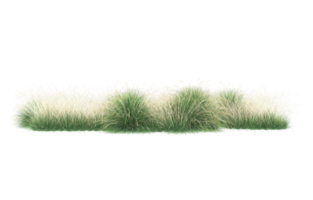 Realistic foliage isolated on transparent background. 3d rendering - illustration png