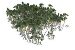 Palm trees isolated on transparent background. 3d rendering - illustration png