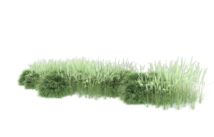 Realistic foliage isolated on transparent background. 3d rendering - illustration png