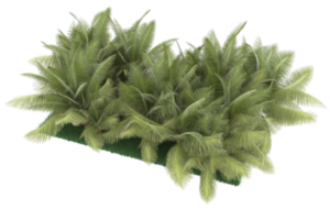 palm bomen geïsoleerd Aan transparant achtergrond. 3d renderen - illustratie png