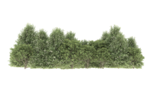 Realistic foliage isolated on transparent background. 3d rendering - illustration png