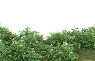 Realistic foliage isolated on transparent background. 3d rendering - illustration png