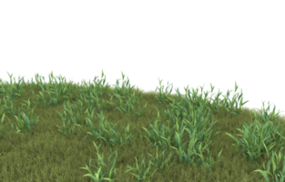 Realistic foliage isolated on transparent background. 3d rendering - illustration png