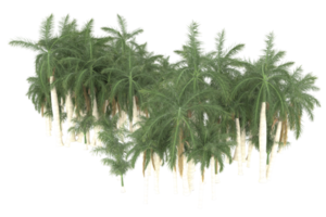 Palm trees isolated on transparent background. 3d rendering - illustration png