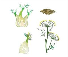 Herbal vector illustration on white background