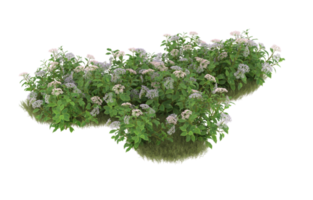 Realistic foliage isolated on transparent background. 3d rendering - illustration png