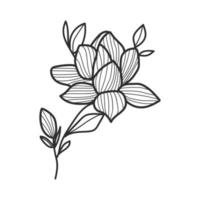 collection forest fern eucalyptus art foliage natural leaves herbs in line style. Decorative beauty elegant illustration for design hand drawn flower vector