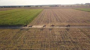 ukrainska kosacker rida hästar på de fält. video