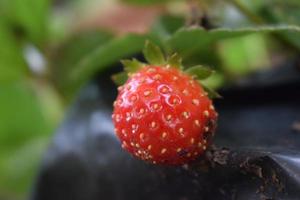 Strawberry fruit in a close-up photo with a blurred background