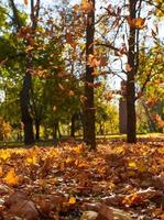 autumn city park with trees and dry yellow leaves photo