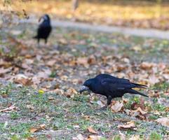 cuervo negro en un parque de la ciudad de pie sobre la hierba foto