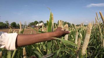 rendimiento de la cosecha a mano en la granja de la aldea india cosechando cultivos. video