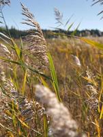 dry stalks of reeds at the pond sway in the wind on an autumn day photo