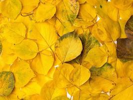 many yellowed dry apricot leaves, full frame photo