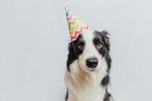 Happy Birthday party concept. Funny cute puppy dog border collie wearing birthday silly hat isolated on white background. Pet dog on Birthday day. photo