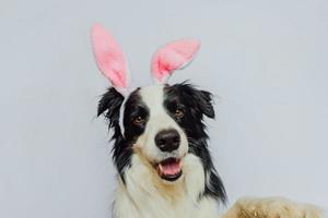 Happy Easter concept. Preparation for holiday. Cute funny puppy dog border collie wearing Easter bunny ears isolated on white background. Spring greeting card. photo