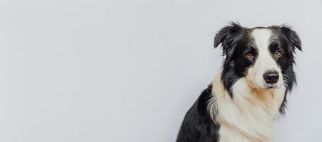 Cute puppy dog border collie with funny face isolated on white background. Cute pet dog. Pet animal life concept. Love for pets friendship companion. photo