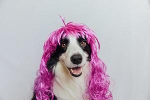 Pet dog border collie wearing colorful curly lilac wig isolated on white background. Funny puppy in pink wig in carnival or halloween party. Emotional pet muzzle. Grooming barber hairdresser concept. photo