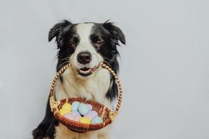 Happy Easter concept. Preparation for holiday. Cute puppy dog border collie holding basket with Easter colorful eggs in mouth isolated on white background. Spring greeting card. photo