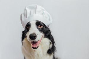 Funny puppy dog border collie in chef cooking hat isolated on white background. Chef dog cooking dinner. Homemade food restaurant menu concept. Cooking process. photo