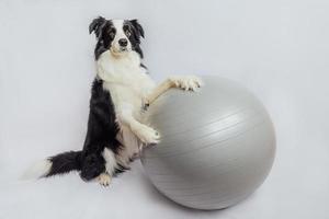 Funny cute puppy dog border collie practicing yoga lesson with exercise fitness ball isolated on white background. Pet dog working out with gym yoga ball. Swiss ball. Sport healthy lifestyle concept. photo