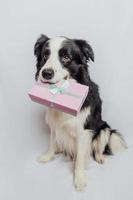 Puppy dog border collie holding pink gift box in mouth isolated on white background. Christmas New Year Birthday Valentine celebration present concept. Pet dog on holiday day gives gift. I'm sorry. photo