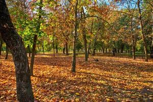 autumn city park with trees and dry yellow leaves photo