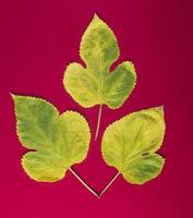 three yellow leaves of a mulberry on a red background photo
