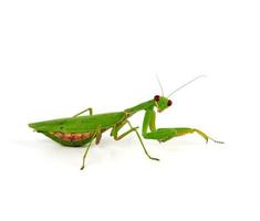 green mantis is standing and looking at the camera on a white background photo