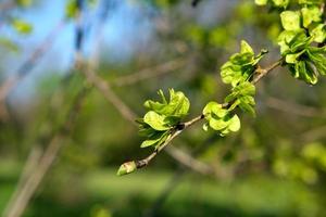 branch of European white elm, close up photo