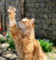 adult red fluffy cat raised its paw up photo