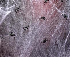 stretched white web with red backlight and black spiders photo