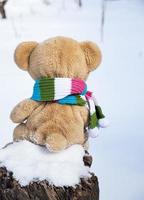 teddy bear in a scarf sits backwards on a stump photo