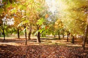 Maple branches with yellow and green leaves photo