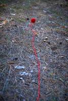 pequeña bola de lana roja desenrollada en medio del bosque foto