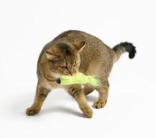 adult gray Scottish straight cat on a white background, animal playing photo