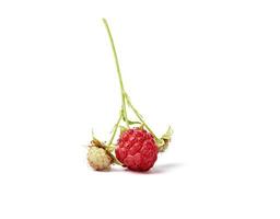 red ripe berry raspberries on a green stem photo