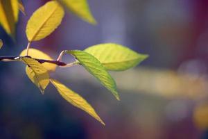 cherry branch with green and yellow leaves in autumn sunny day photo