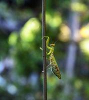 green big mantis crawling up the stick photo