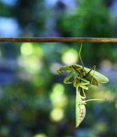 two green praying mantis fighting on a branch photo