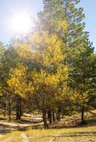 poplar with yellow leaves on the edge of a pine forest photo