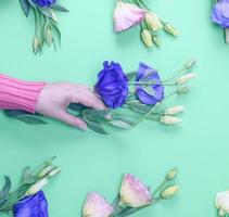 hand in a pink sweater holding a branch of a flower photo