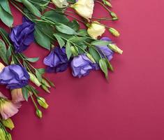 fresh blooming flowers Eustoma Lisianthus on red paper background, top view photo